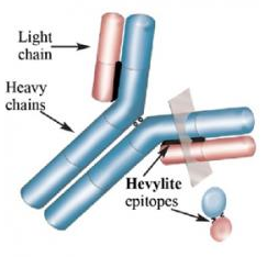 Binding site image
